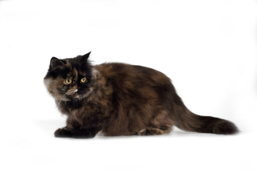 Tortie persian smoke cat zijprofiel tegen een witte achtergrond