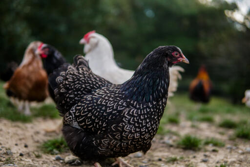 Bijdragen Defilé Europa Barnevelder | Barnevelder For Sale | Kippenrassen