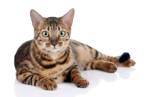Een alerte bengaalse kat ligt met Golden ogen