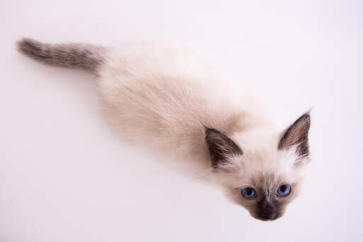 Een seal pointed birman kitten met zeer blauwe ogen