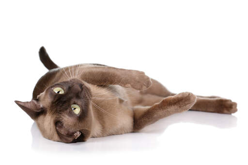 Een chocolade burmees kat die zich omrolt