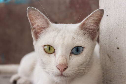 Een khao manee kat met zijn vreemde gekleurde ogen