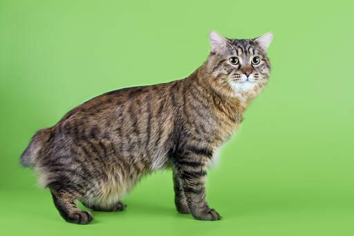 Een bruine tabby kurillian bobtail met een wilde blik