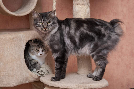 Een gemarmerde tabby kurillian bobtail met een gevederde vacht