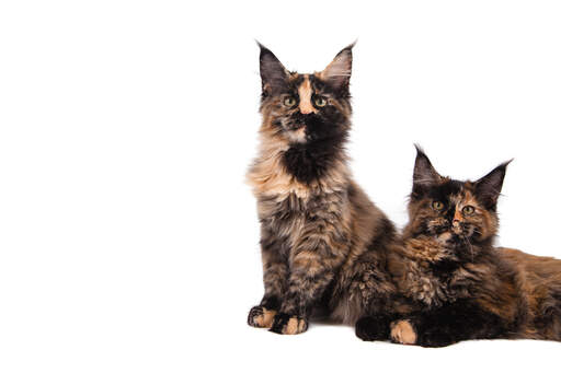 Twee jonge maine coon katten