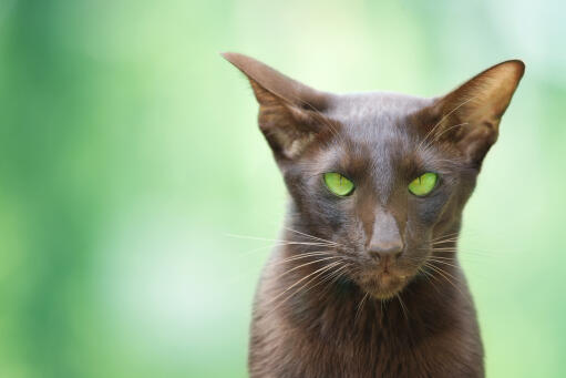 Een mooie cinnamon oriental met groene ogen