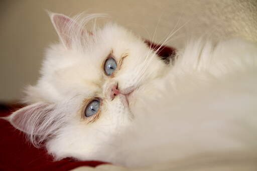 Een mooie camee kat met blauwe ogen