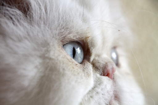 Een mooie camee kat met blauwe ogen en een roze knop neus
