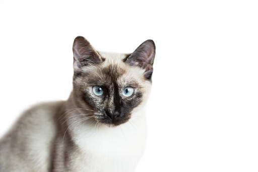 Een siamese kat met een tortie spits