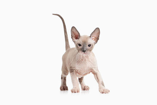 Een sphynx kitten met grote ogen