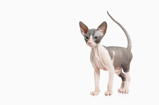 Een tweekleurige sphynx kat