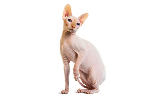 Een bleke sphynx kat met zijn kenmerkende rimpelige huid