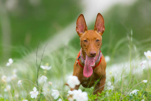 Cirneco dell'etna hond met uitgestoken tong in een veld van bloemen