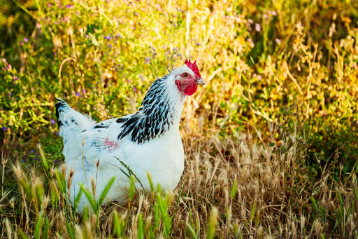 Delaware-kip-in-het-veld