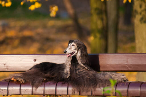 Een mooie donkerharige afghaanse windhond genietend van een rustpauze op een bankje in het park