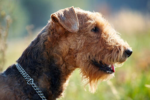 Een close up van een airedale terrier's pezige vacht en smerige baard