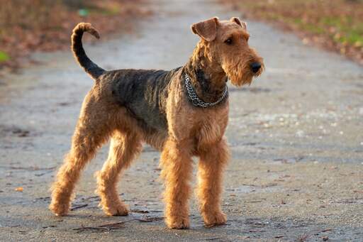 Een airedale terriër die rechtop staat, wachtend op een bevel van zijn baasje