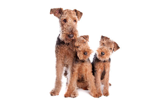 Drie jonge airedale terriers genieten van elkaars gezelschap