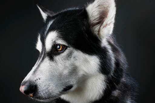 Een close up van de mooie ogen van een alaska malamute