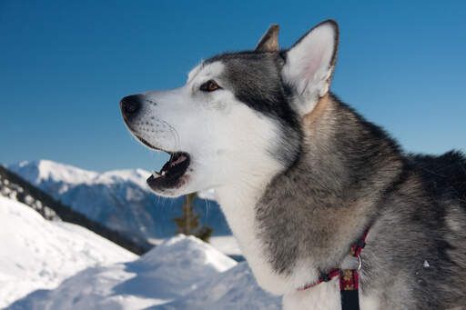 Een close up van de spitse oren en het mooie witte gezicht van een alaska malamute