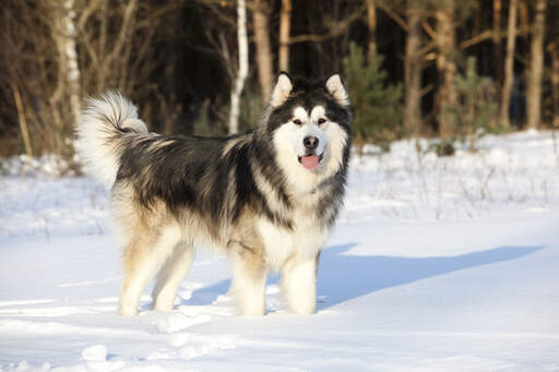 Een jonge en gezonde alaska malamute, Goed voorbereid op de Snow