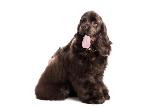 A GorGeous amerikaanse cocker spaniel met lange zachte oren