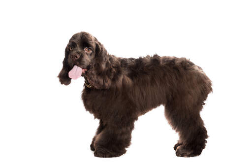 Een mooie chocoladebruine amerikaanse cocker spaniel met amberkleurige ogen