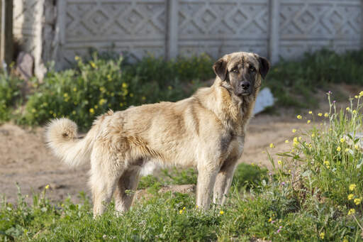 Een prachtige anatolische herdershond, pronken met zijn prachtige, sterke lichaam