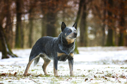 Een mooie australische runderhond, groot met zijn oren gespitst