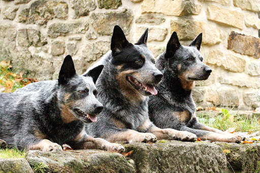 Drie australische runderhonden die netjes naast elkaar liggen