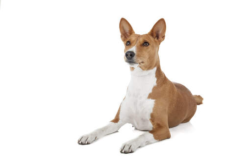 Een mooie jonge bruin met witte basenji die ligt