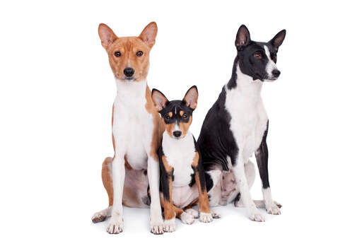 Een familie van drie lieve basenji's