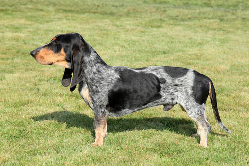 Een basset bleu de gascogne met een slank lang lichaam en korte poten