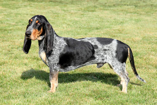 Een GorGeous basset bleu de gascogne met flaporen