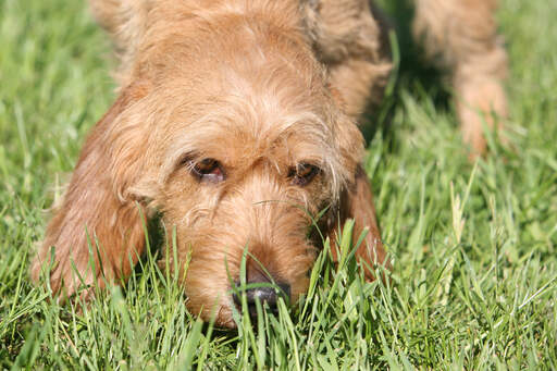 Een basset fauve de bretagne met mooie draadachtige vacht