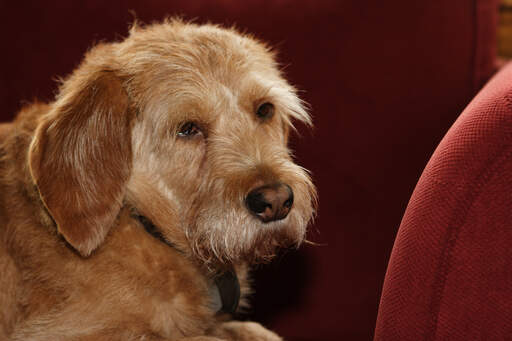 Een GorGeous basset fauve de bretagne met een schattig klein neusje