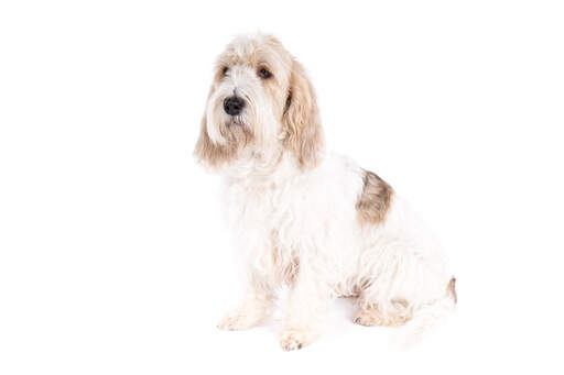 Een mooie basset griffon vendeen grand zit