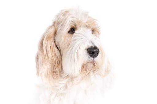 Een close up van een basset griffon vendeen's hoofd met een mooie natte neus