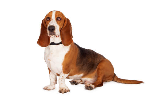 Een mooie jonge basset hound die comfortabel zit