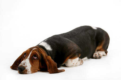 Een lieve jonge basset hond die ligt met zijn ogen wijd open