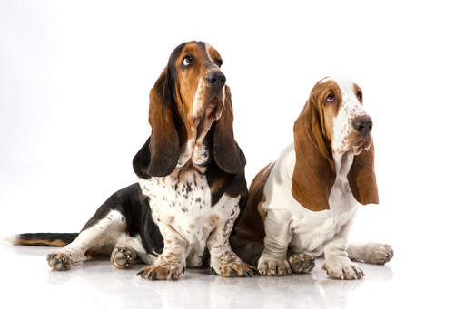 Twee volwassen basset hounds die comfortabel zitten