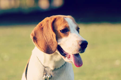 Een gezonde, jonge beagle pup met mooie grote oren