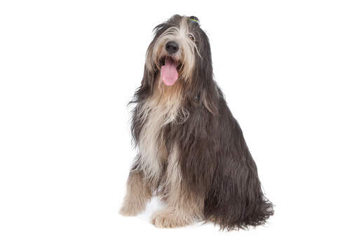 Een mooie jonge volwassen bearded collie