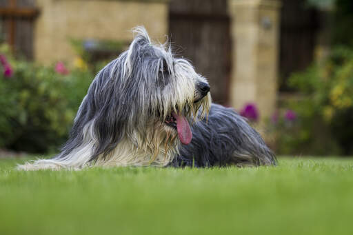 Een schattige volwassen bearded collie, liggend op het gras met zijn tong uit