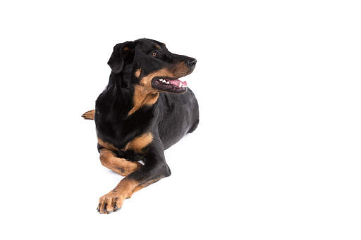 Een beauceron die pronkt met zijn Goed verzorgde, donkere vacht