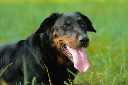 Een close up van een beauceron's mooie, dikke vacht en scherpe oren