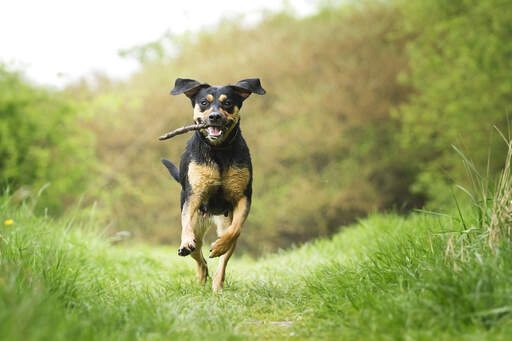 Een prachtige jonge beauceron genietend van wat beweging buiten