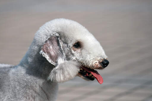 Een close up van het mooie witte haar en de puntige neus van een bedlington terriër