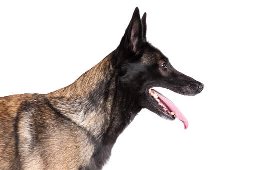 Een close up van een belgische malinois zijn sterke kopvorm en spitse oren