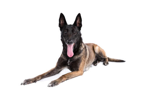 Een jonge volwassen belgische malinois met een mooie dikke vacht